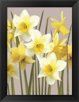 Framed Spring Daffodils Print