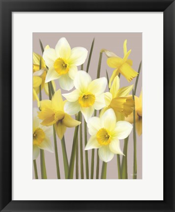 Framed Spring Daffodils Print