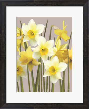 Framed Spring Daffodils Print
