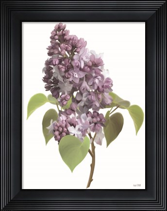 Framed Lilac Stem Print