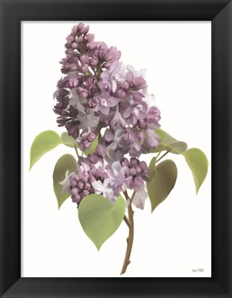 Framed Lilac Stem Print