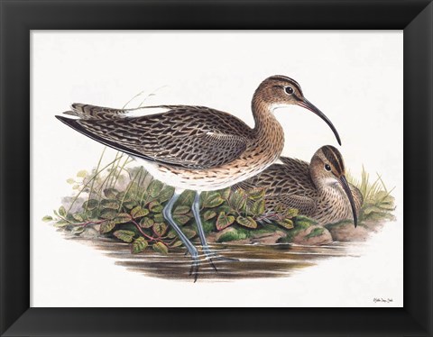 Framed Goulds Coastal Bird III Print