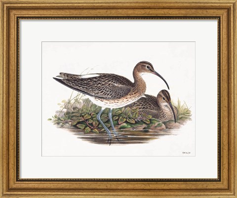 Framed Goulds Coastal Bird III Print