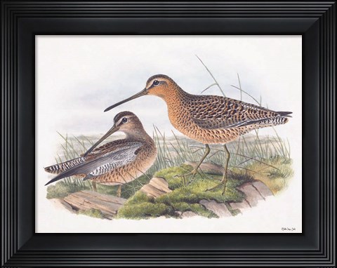 Framed Goulds Coastal Bird VIII Print