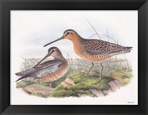 Framed Goulds Coastal Bird VIII Print