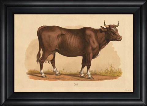 Framed Cow Print