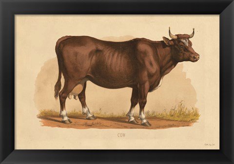 Framed Cow Print