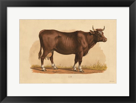 Framed Cow Print