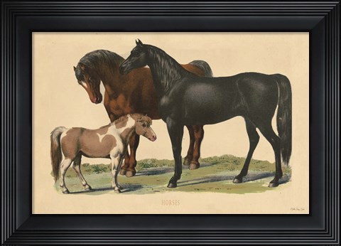 Framed Horses Print