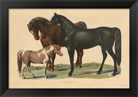 Framed Horses Print