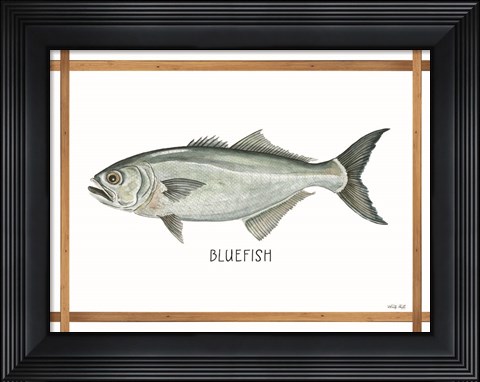 Framed Bluefish on White Print