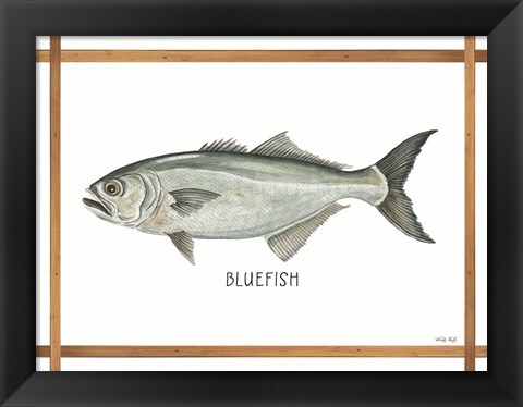 Framed Bluefish on White Print