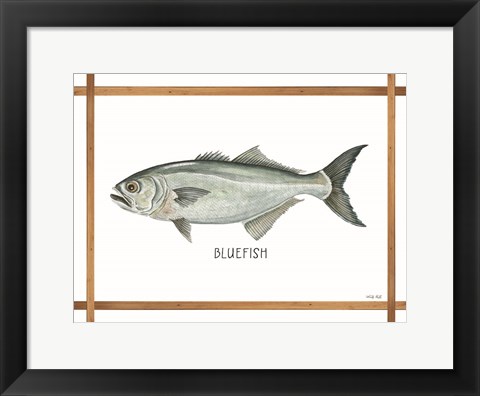 Framed Bluefish on White Print