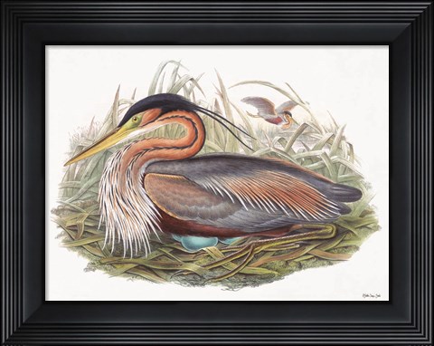 Framed Goulds Coastal Bird II Print