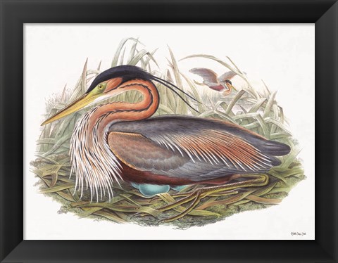 Framed Goulds Coastal Bird II Print