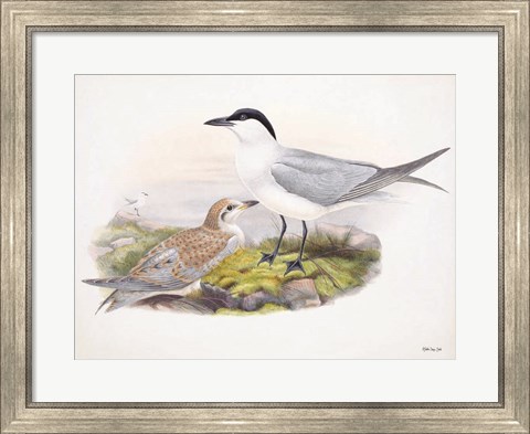 Framed Goulds Coastal Bird IV Print