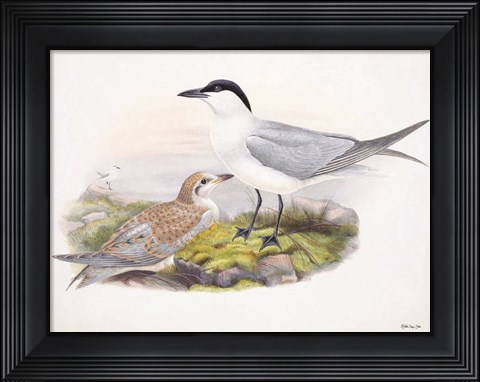 Framed Goulds Coastal Bird IV Print