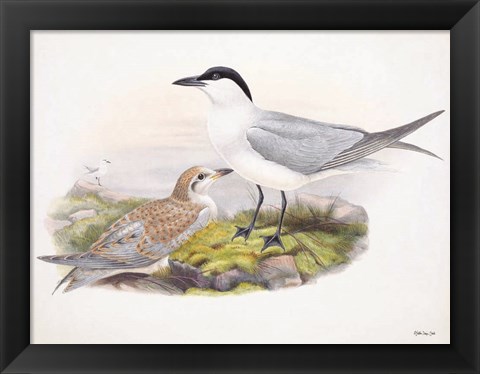 Framed Goulds Coastal Bird IV Print