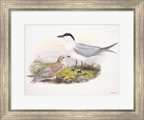 Framed Goulds Coastal Bird IV Print