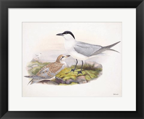 Framed Goulds Coastal Bird IV Print