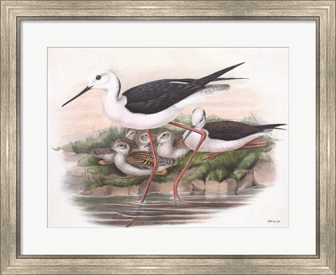Framed Goulds Coastal Bird V Print