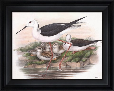 Framed Goulds Coastal Bird V Print