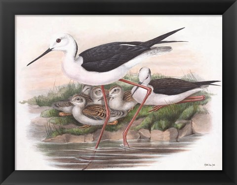 Framed Goulds Coastal Bird V Print