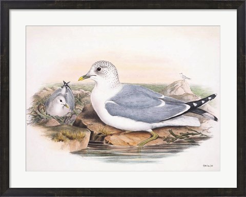Framed Goulds Coastal Bird VI Print