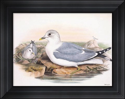 Framed Goulds Coastal Bird VI Print