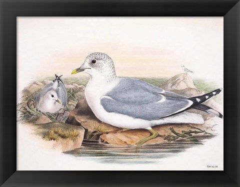 Framed Goulds Coastal Bird VI Print