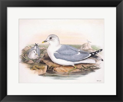 Framed Goulds Coastal Bird VI Print