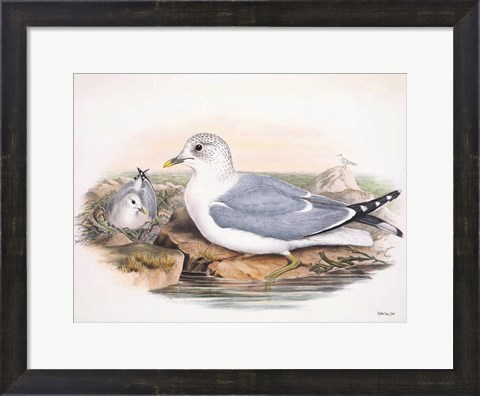 Framed Goulds Coastal Bird VI Print