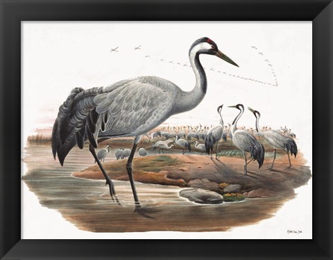 Framed Goulds Coastal Bird VII Print