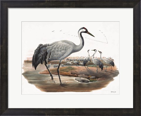 Framed Goulds Coastal Bird VII Print