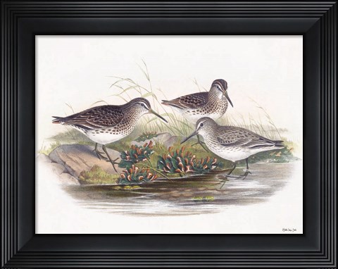 Framed Goulds Coastal Bird IX Print