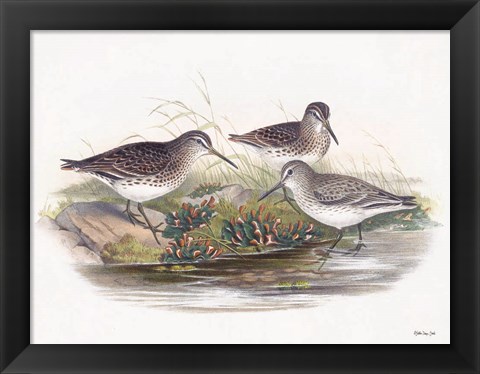 Framed Goulds Coastal Bird IX Print