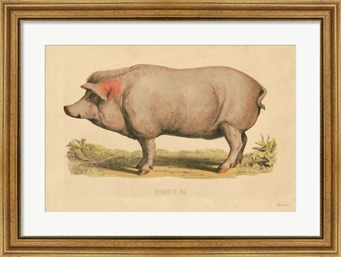 Framed Domestic Pig Print