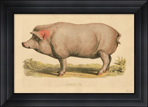 Framed Domestic Pig Print
