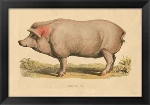 Framed Domestic Pig Print