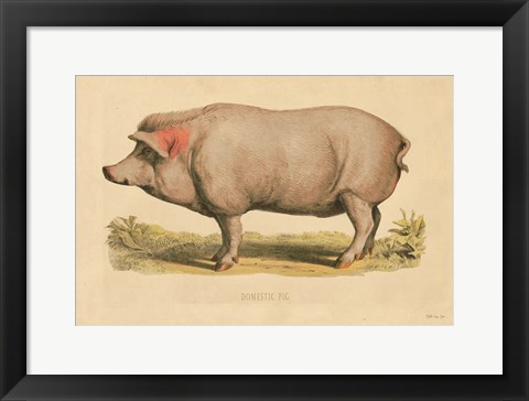 Framed Domestic Pig Print