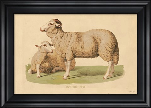 Framed Domestic Sheep Print