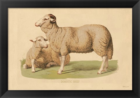 Framed Domestic Sheep Print