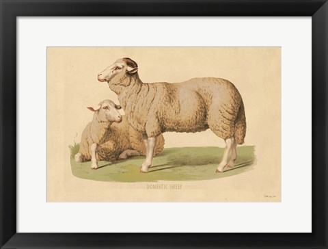 Framed Domestic Sheep Print