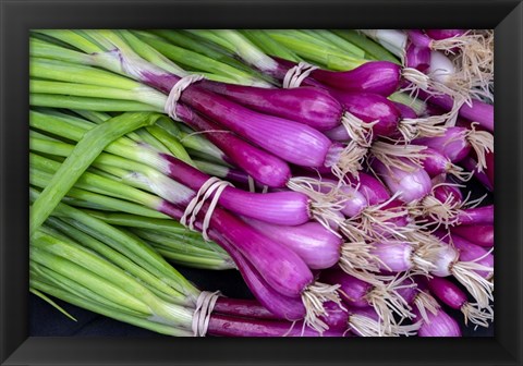 Framed Purple Scallions Print