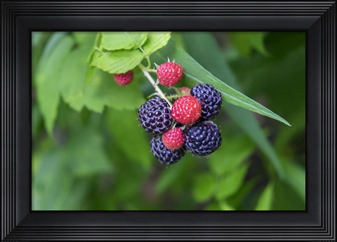 Framed Black Raspberries Print