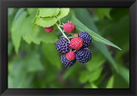 Framed Black Raspberries Print