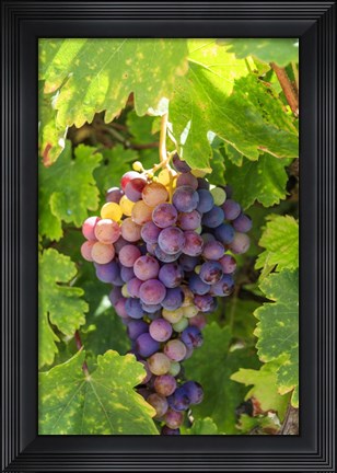 Framed Santa Barbara Grapes Print