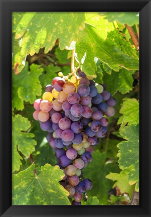 Framed Santa Barbara Grapes Print