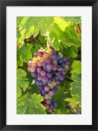 Framed Santa Barbara Grapes Print