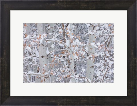 Framed Winter Aspens Closeup Print